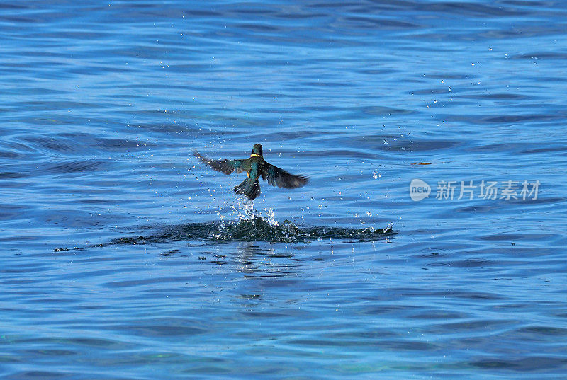 飞过水面的神圣翠鸟(Todiramphus sanctus)